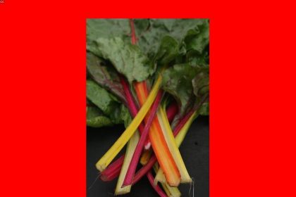 ಮದ್ಯ ಅಂಗಡಿಗಳ ಸ್ಥಳಾಂತರಕ್ಕೆ ಗ್ರಾಮಸ್ಥರ ಒತ್ತಾಯ