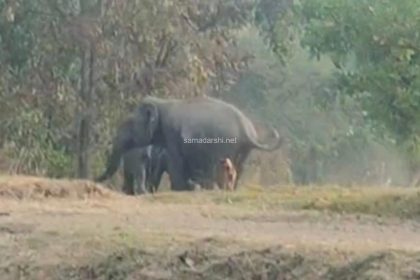 ಖಾನಾಪುರಕ್ಕೆ ಬಂದ ಕಾಡಾನೆಗಳು!