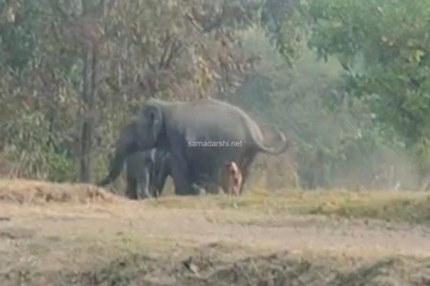 ಖಾನಾಪುರಕ್ಕೆ ಬಂದ ಕಾಡಾನೆಗಳು! ಖಾನಾಪುರಕ್ಕೆ ಬಂದ ಕಾಡಾನೆಗಳು!