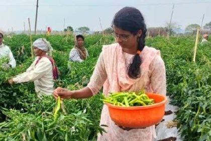 ಮೆಣಸಿನಕಾಯಿ ಬೆಳೆದು ತಿಂಗಳಿಗೆ ₹ 8 ಲಕ್ಷ ಗಳಿಸಿದ ವಾಣಿಜ್ಯ ಪದವೀಧರೆ!
