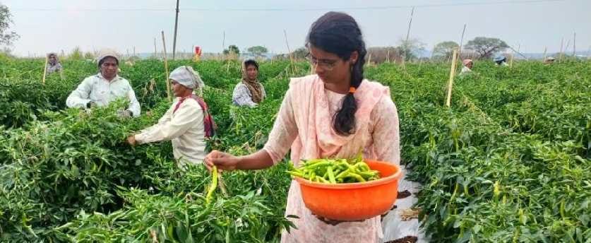 ಮೆಣಸಿನಕಾಯಿ ಬೆಳೆದು ತಿಂಗಳಿಗೆ ₹ 8 ಲಕ್ಷ ಗಳಿಸಿದ ವಾಣಿಜ್ಯ ಪದವೀಧರೆ! ಮೆಣಸಿನಕಾಯಿ ಬೆಳೆದು ತಿಂಗಳಿಗೆ ₹ 8 ಲಕ್ಷ ಗಳಿಸಿದ ವಾಣಿಜ್ಯ ಪದವೀಧರೆ!