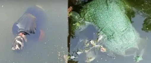 ಕಪಿಲೇಶ್ವರ ಹೊಂಡದಲ್ಲಿ ಪುರುಷ, ಮಹಿಳೆಯ ಶವಗಳು ಪತ್ತೆ ಕಪಿಲೇಶ್ವರ ಹೊಂಡದಲ್ಲಿ ಪುರುಷ, ಮಹಿಳೆಯ ಶವಗಳು ಪತ್ತೆ