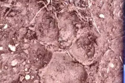 ಮೂಡಲಗಿ ತಾಲೂಕಿನಲ್ಲಿ ಚಿರತೆ ಪ್ರತ್ಯಕ್ಷ!