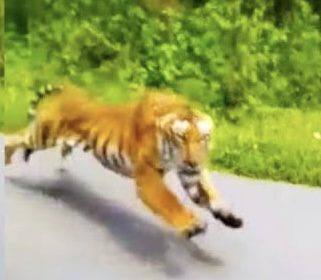 ರಸ್ತೆಗೆ ಬಂದು ಕಾರ್ ಹಿಂಬಾಲಿಸಿದ ಹುಲಿ