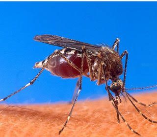 ಮೂರು ತಿಂಗಳ ಹಿಂದಷ್ಟೇ ವಿವಾಹವಾಗಿದ್ದ ಯುವಕ ಡೆಂಗಿಗೆ ಬಲಿ