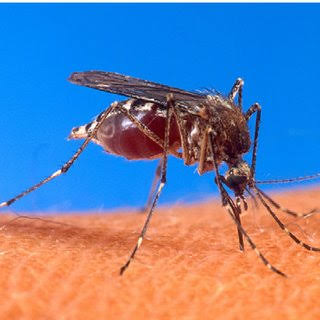 ಮೂರು ತಿಂಗಳ ಹಿಂದಷ್ಟೇ ವಿವಾಹವಾಗಿದ್ದ ಯುವಕ ಡೆಂಗಿಗೆ ಬಲಿ