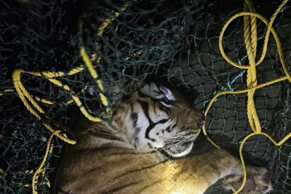 ಸೆರೆ ಸಿಕ್ಕ ನರಭಕ್ಷಕ ಹುಲಿ