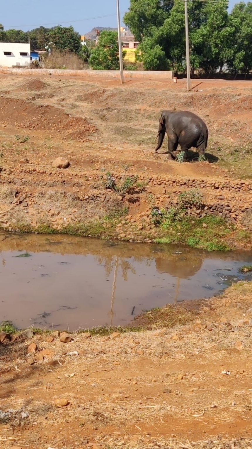 ಬೆಳಗಾವಿ ನಗರಕ್ಕೆ ನುಗ್ಗಿದ್ದ ಗಂಡಾನೆ ಮಹಾರಾಷ್ಟ್ರ ಅರಣ್ಯಕ್ಕೆ ವಾಪಸ್ !