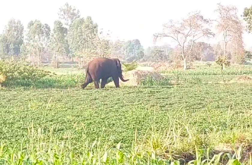 ಬೆಳಗಾವಿ ನಗರಕ್ಕೆ ಬಂತು ಕಾಡಾನೆ!