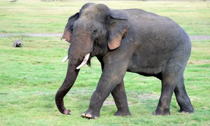 ಬೆಳಗಾವಿಯ ಬಾಕ್ಸೈಟ ರಸ್ತೆ, ಆಜಮ ನಗರಕ್ಕೆ ಬಂದ ಕಾಡಾನೆಯ ವಿಡಿಯೋಗಳು