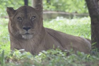ಬೆಳಗಾವಿ ಮೃಗಾಲಯದಲ್ಲಿದ್ದ ಸಿಂಹಿಣಿಯ ಸಾವು