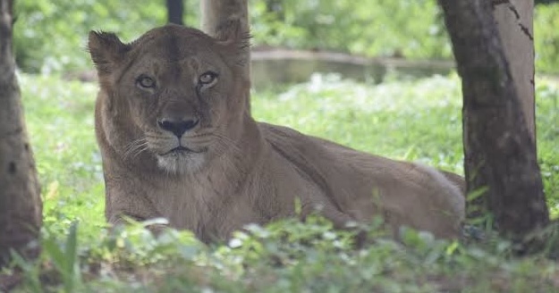 ಬೆಳಗಾವಿ ಮೃಗಾಲಯದಲ್ಲಿದ್ದ ಸಿಂಹಿಣಿಯ ಸಾವು