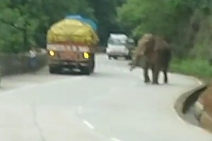 ಕಾಡಾನೆ ಪ್ರತ್ಯಕ್ಷ:  ಶಾಲೆಗಳಿಗೆ ರಜೆ, ಸಂತೆ ರದ್ದು