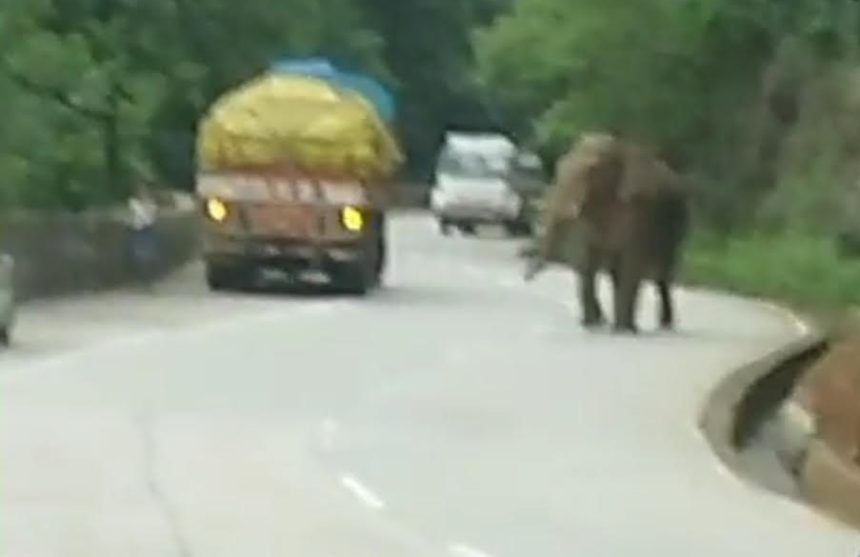 ಕಾಡಾನೆ ಪ್ರತ್ಯಕ್ಷ:  ಶಾಲೆಗಳಿಗೆ ರಜೆ, ಸಂತೆ ರದ್ದು