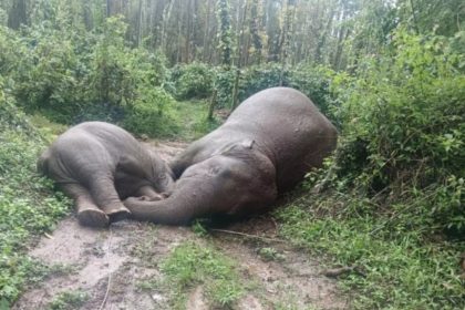 ಖಾನಾಪುರ ಆನೆಗಳ ಸಾವು: ತನಿಖೆಗೆ ಖಂಡ್ರೆ ಆದೇಶ