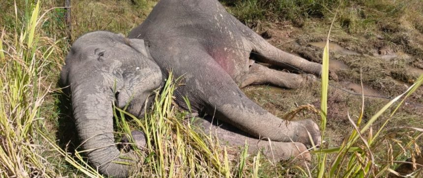 ಹೆಸ್ಕಾಂ ನಿರ್ಲಕ್ಷ್ಯಕ್ಕೆ ಎರಡು ಕಾಡಾನೆ ಬಲಿ : ಗ್ರಾಮಸ್ಥರ ಆಕ್ರೋಷ