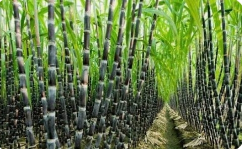 ಕಬ್ಬಿಗೆ ದರ ನಿಗದಿಗಾಗಿ ನಡೆದ ಹೋರಾಟದ ವೇಳೆ ವಿಷ ಸೇವಿಸಿದ ರೈತ