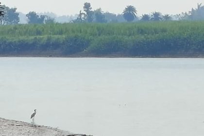 ಸಾವಳಗಿ: ಘಟಪ್ರಭಾ ನದಿಯಲ್ಲಿ ಬೃಹತ್ ಮೊಸಳೆ ಪ್ರತ್ಯಕ್ಷ