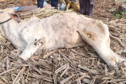 ಎಚ್ ಎಸ್ ಸೋಂಕಿಗೆ ಏಳು ಜಾನುವಾರು ಬಲಿ?