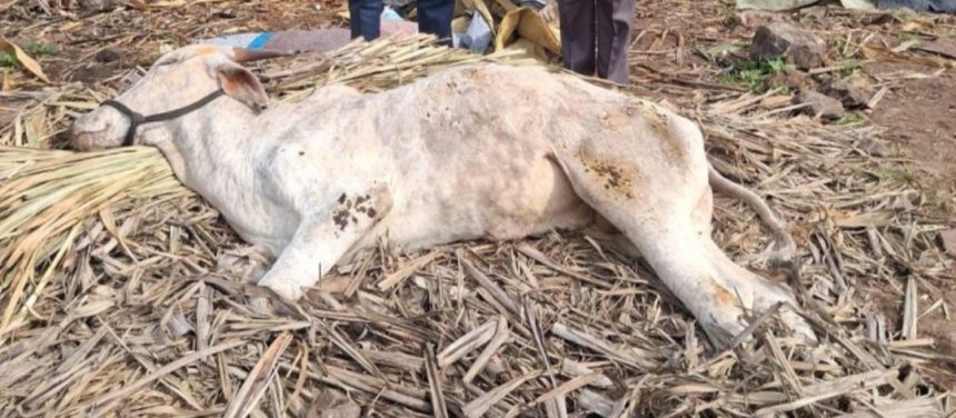 ಎಚ್ ಎಸ್ ಸೋಂಕಿಗೆ ಏಳು ಜಾನುವಾರು ಬಲಿ?