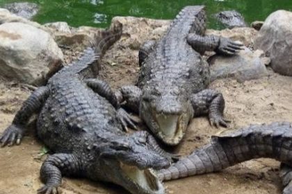 ಮೊಸಳೆ ದಾಳಿಗೆ ವ್ಯಕ್ತಿ ಸಾವು